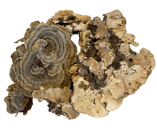 Turkey Tail