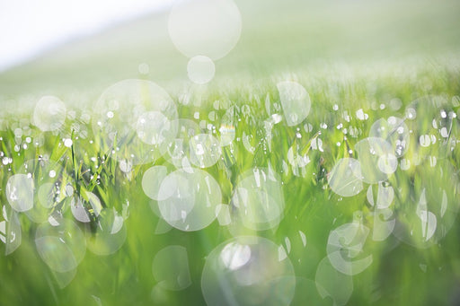 Morning Dew Fragrance Oil