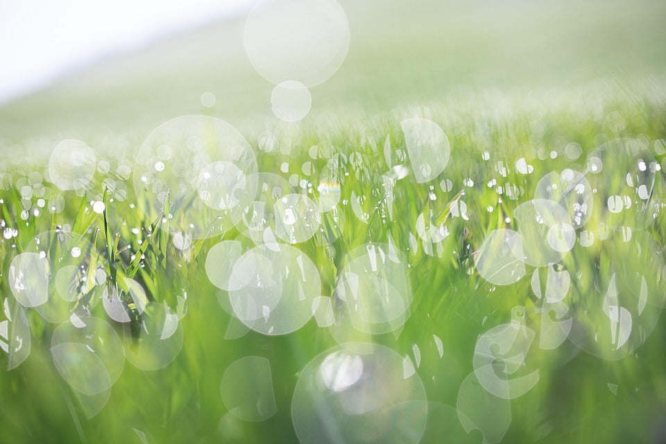 Morning Dew Fragrance Oil