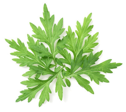Mugwort Essential Oil