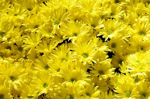 Dried Flower