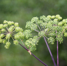 Angelica Root 5% - Sunrise Botanics