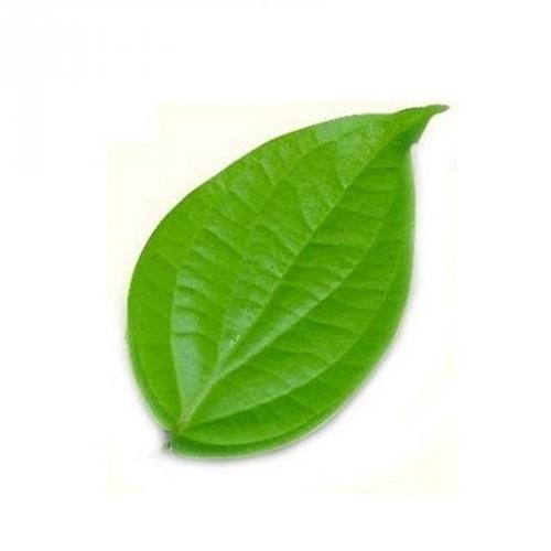 Betel Leaf Essential Oil