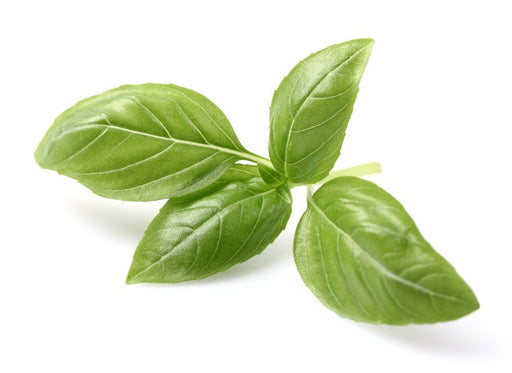 Basil Sweet Essential Oil (India) - Sunrise Botanics