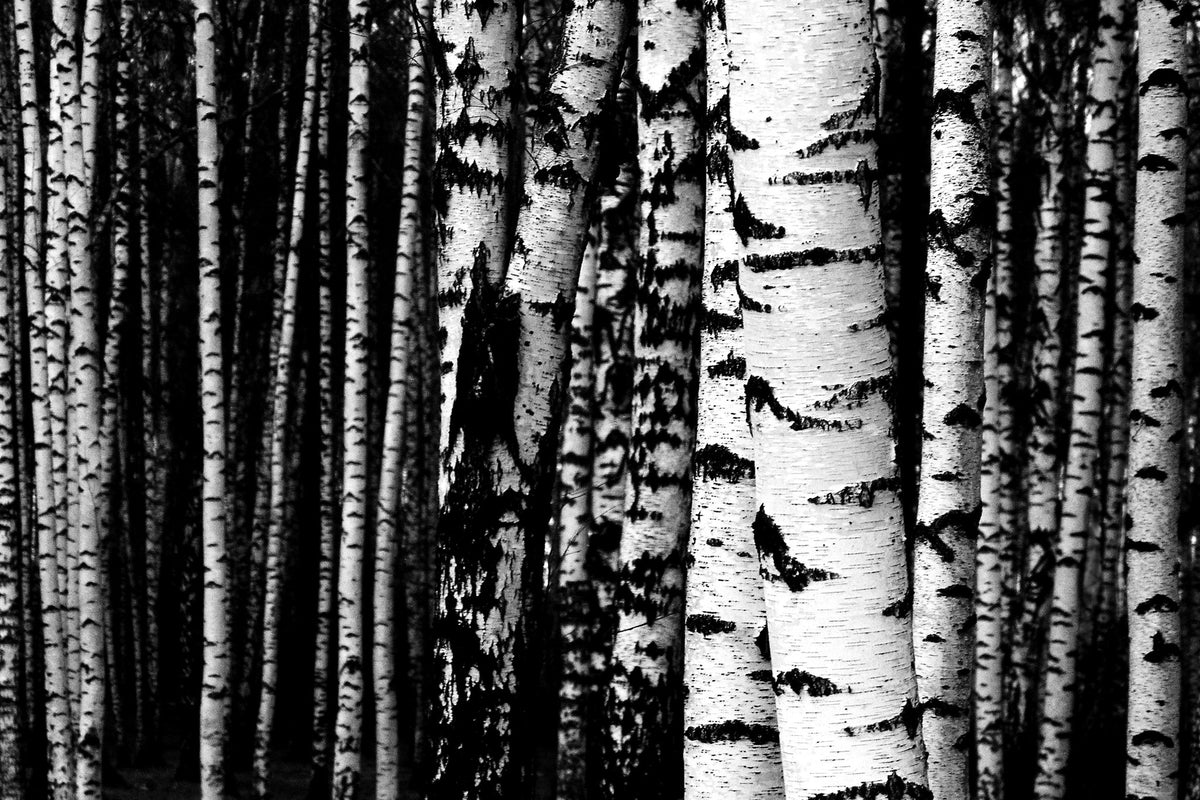 Birch Tar Essential Oil - Sunrise Botanics