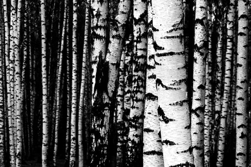Birch Tar Essential Oil - Sunrise Botanics