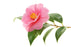 Camellia Seed Carrier Oil Organic - Sunrise Botanics