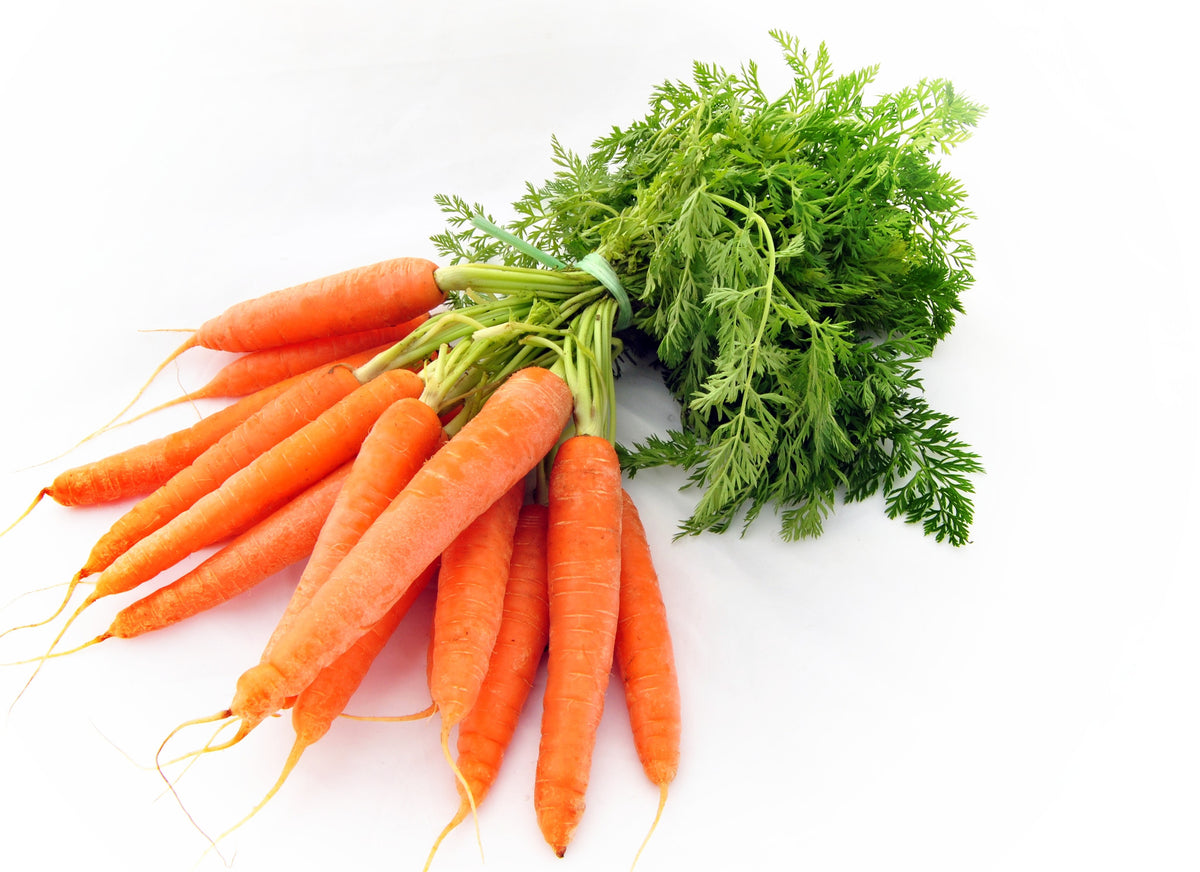 Carrot Macerated Carrier Oil - Sunrise Botanics