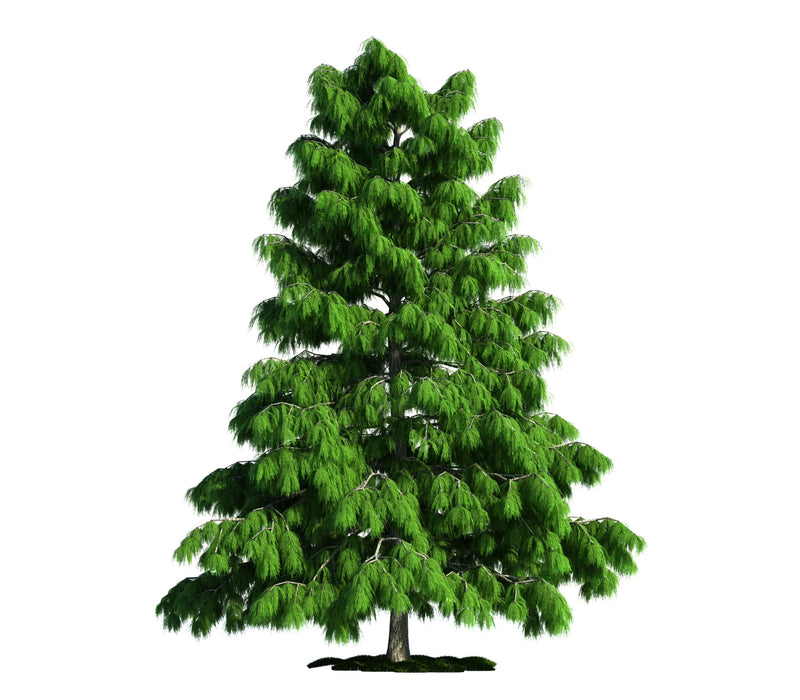 Cedarwood Essential Oil (Himalayan) - Sunrise Botanics