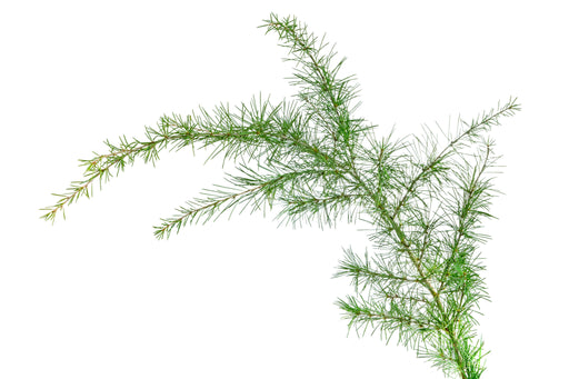 Cedar Leaf (Eastern) Essential Oil - Sunrise Botanics