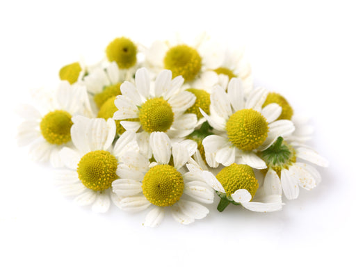 Chamomile German Essential Oil (Hungary) - Sunrise Botanics