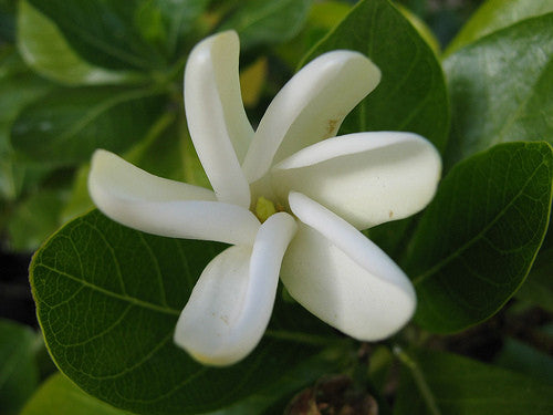 Chypre Absolute - Sunrise Botanics