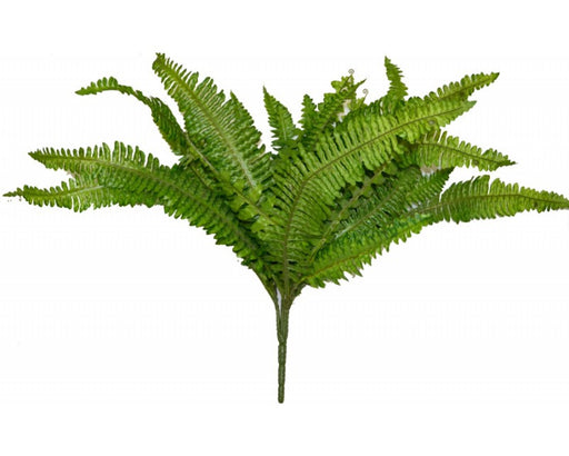 Fougere Absolute - Sunrise Botanics