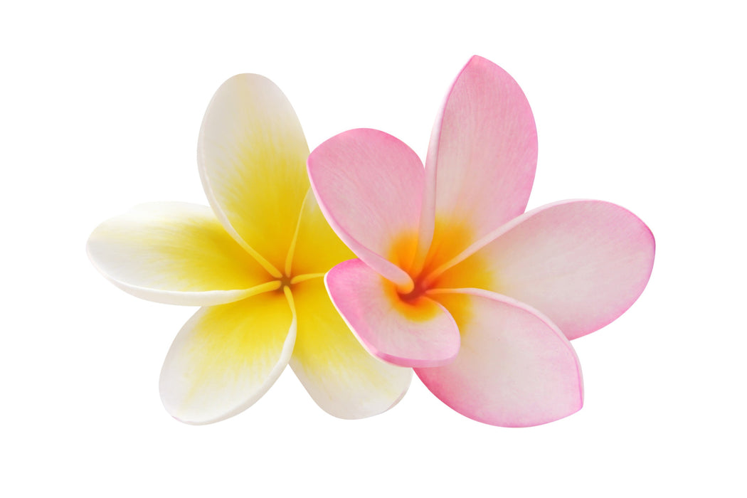 Plumeria Fragrance Oil - Sunrise Botanics
