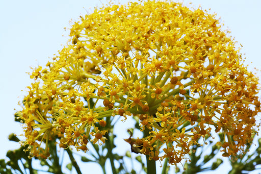 Galbanum Essential Oil (France) - Sunrise Botanics