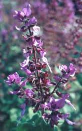 Gia Essential Oil (South Africa) - Sunrise Botanics