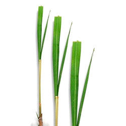 Ginger Grass Essential Oil (India) - Sunrise Botanics