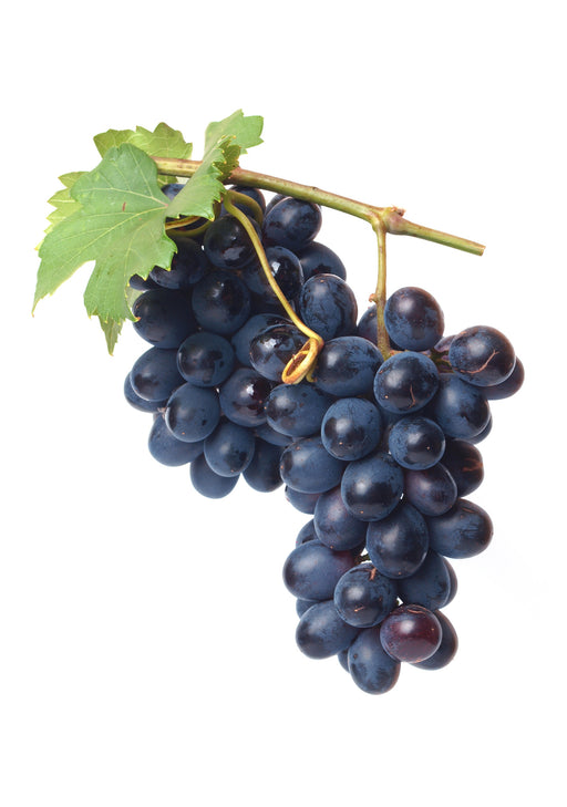 Grapeseed Carrier Oil Organic - Sunrise Botanics