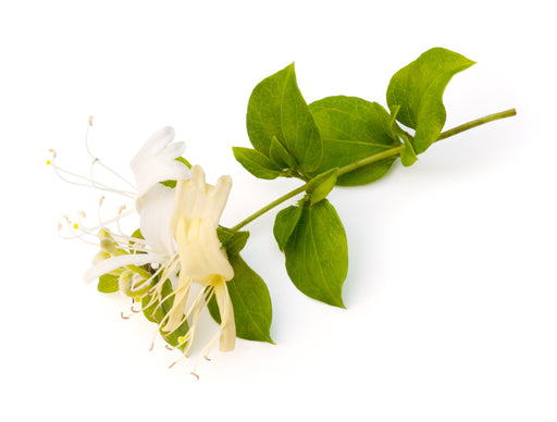 Honeysuckle Absolute 5% - Sunrise Botanics