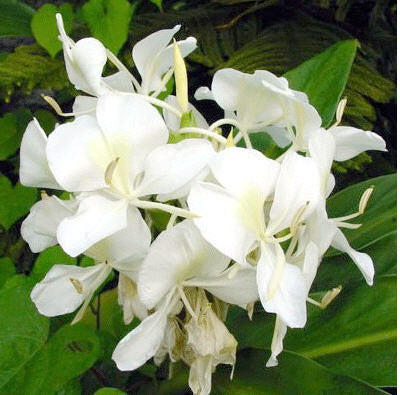 Hedychium Essential Oil - Sunrise Botanics