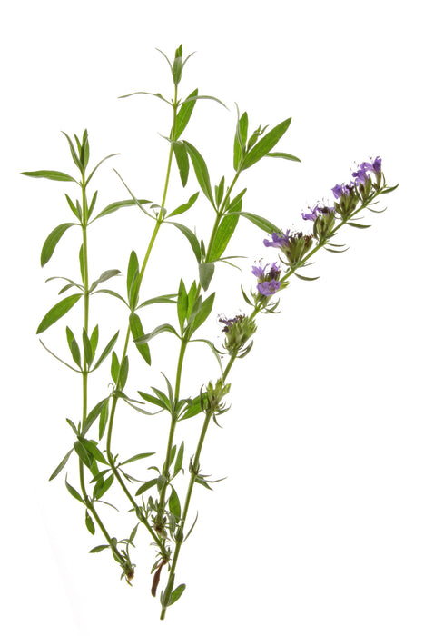 Hyssop Essential Oil (Slovenia) - Sunrise Botanics