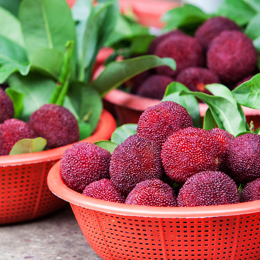 Bayberry Fragrance Oil