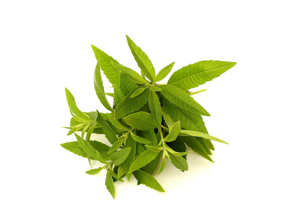 Lemongrass Verbena Fragrance Oil - Sunrise Botanics