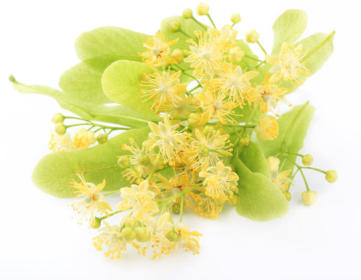 Linden Blossom Absolute - Sunrise Botanics