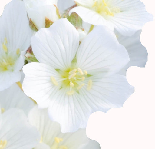 Meadowfoam Carrier Oil - Sunrise Botanics