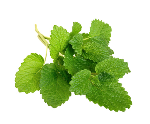 Melissa Leaf Essential Oil - Sunrise Botanics
