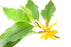 Michelia Alba Leaf Essential Oil - Sunrise Botanics