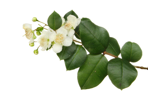 Myrtle Essential Oil (Morocco) - Sunrise Botanics