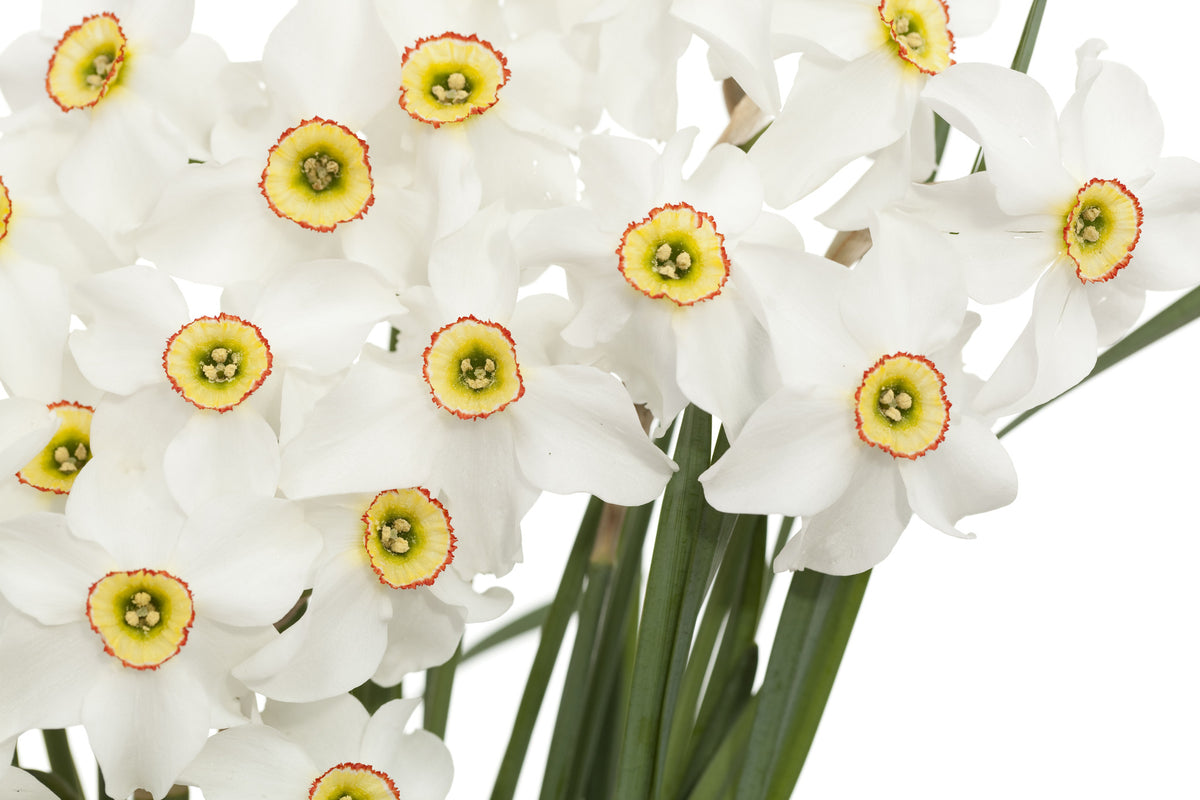 Narcissus Absolute - Sunrise Botanics
