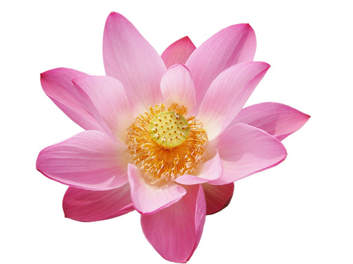 Lotus Pink Absolute - Sunrise Botanics