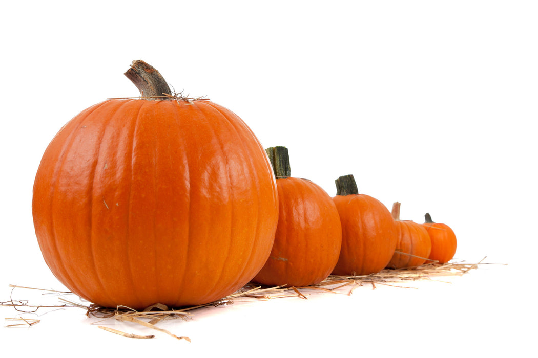 Pumpkin Patch Fragrance Oil - Sunrise Botanics