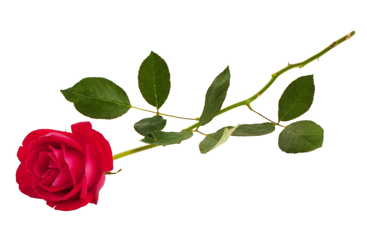 Red Rose Fragrance Oil - Sunrise Botanics