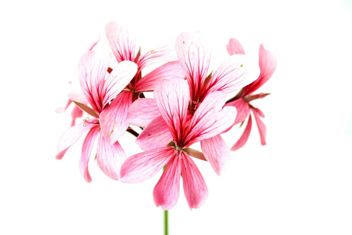 Rose Geranium Essential Oil (India) - Sunrise Botanics