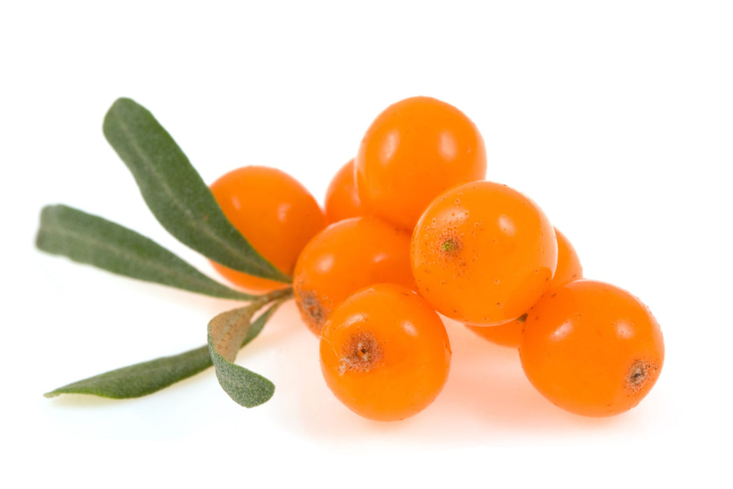 Sea Buckthorn Carrier Oil - Sunrise Botanics