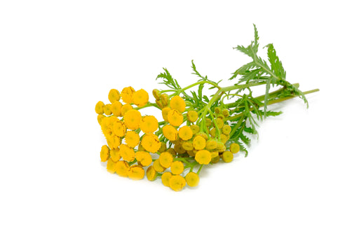 Tansy Blue Essential Oil (Morocco) - Sunrise Botanics