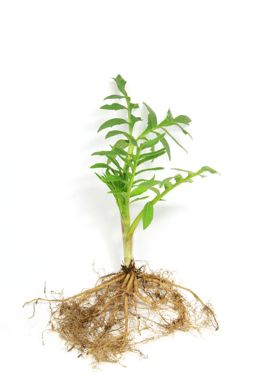 Valerian Root 5% - Sunrise Botanics