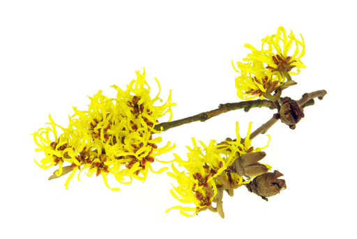 Witch Hazel Distillate Water and Hydrosol - Sunrise Botanics