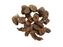 Pashanbed Root Whole