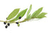 Laurel Berry Essential Oil