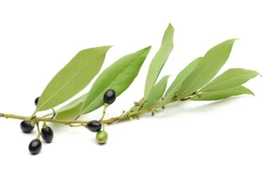 Laurel Berry Essential Oil