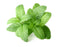 Peppermint Lip Balm Flavor Oil