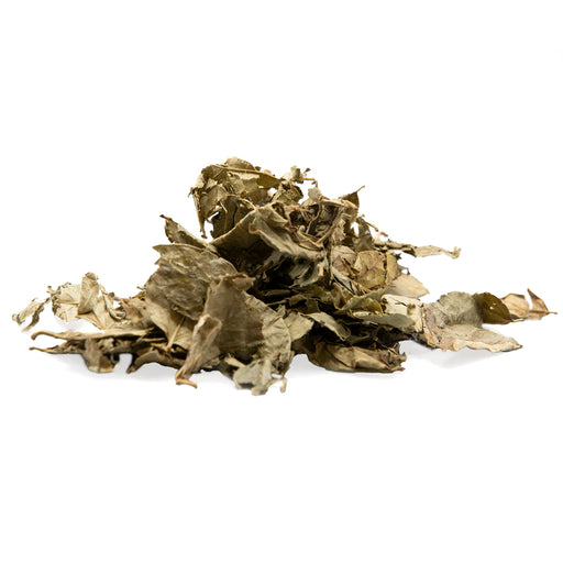 Parijat Leaves C/S (Night Jasmine)