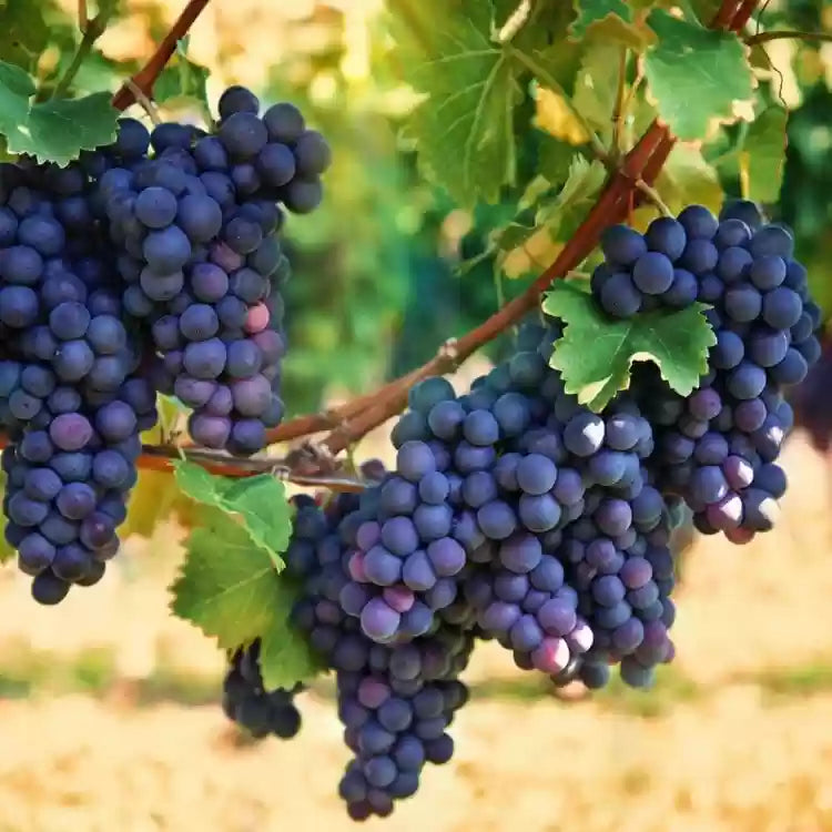 Muscadine Grape Fragrance Oil