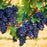 Muscadine Grape Fragrance Oil