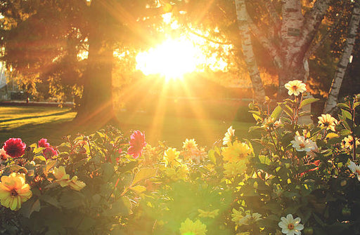 Sweet Garden Fragrance Oil