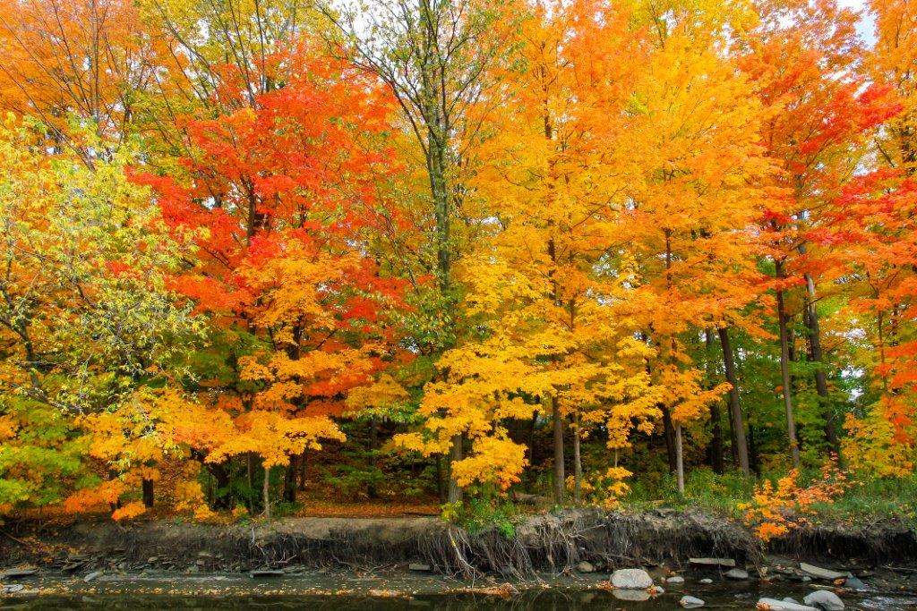 Autumn In The Park Fragrance Oil